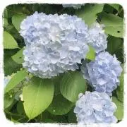 56jimuの画像