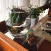 Ianの画像