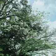 MIO 即購入OK