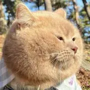 ねこ鍋の画像