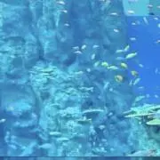 hanasoraの画像