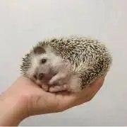 みみの画像