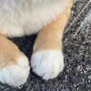 にゃん ※プロフィール必須の画像
