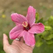 れい♡の画像
