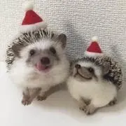 ぴろ