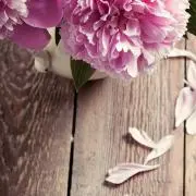 Liの画像