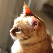 みずの画像
