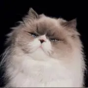 ねこたの画像
