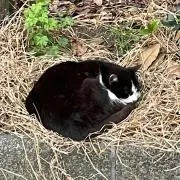 やまーがりんの画像