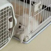 あずき