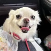 ありの画像
