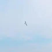 SJUIGNAの画像