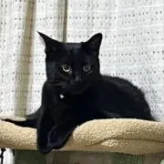 れいこ