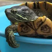 ナエちゃんの画像