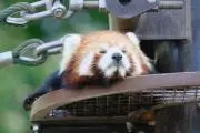セイの画像