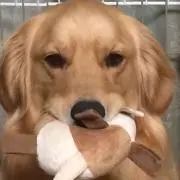 のあままの画像