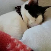 Sayakaの画像