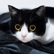 Neko
