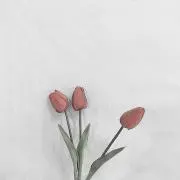 25の画像