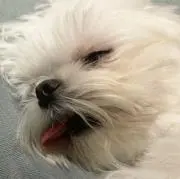 たーみの画像
