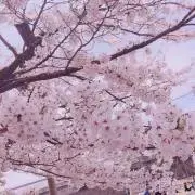 さくらの画像