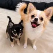 アルファ♂の画像
