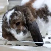 よちの画像