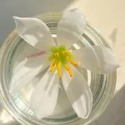 wanの画像