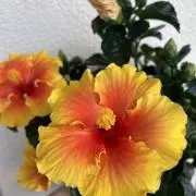 weの画像