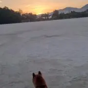 柴虎の画像