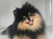 いっぬプロフィールよんでね売り切りたいの画像