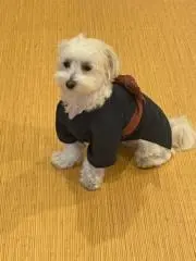 ジジ