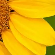 かすみ58の画像