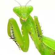 カママン