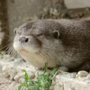 まめたろう