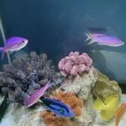 ぴょん