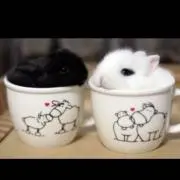 朔哉@の画像