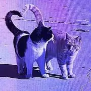 ふの画像