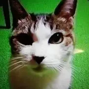 くっさんの画像