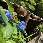 はるSHOPの画像