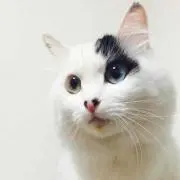 白黒猫