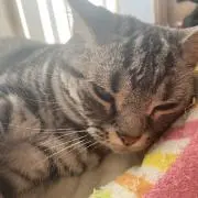 asmmの画像