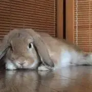 カワグチユキオ