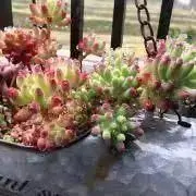 rocoの画像