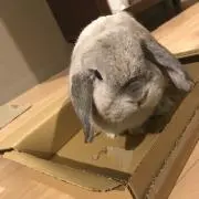 Devilの画像