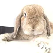 マルディーニ