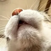 与太郎の画像