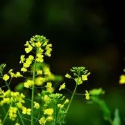zzyの画像