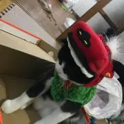 ぎーにゃ