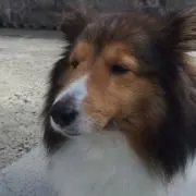 ちゃる